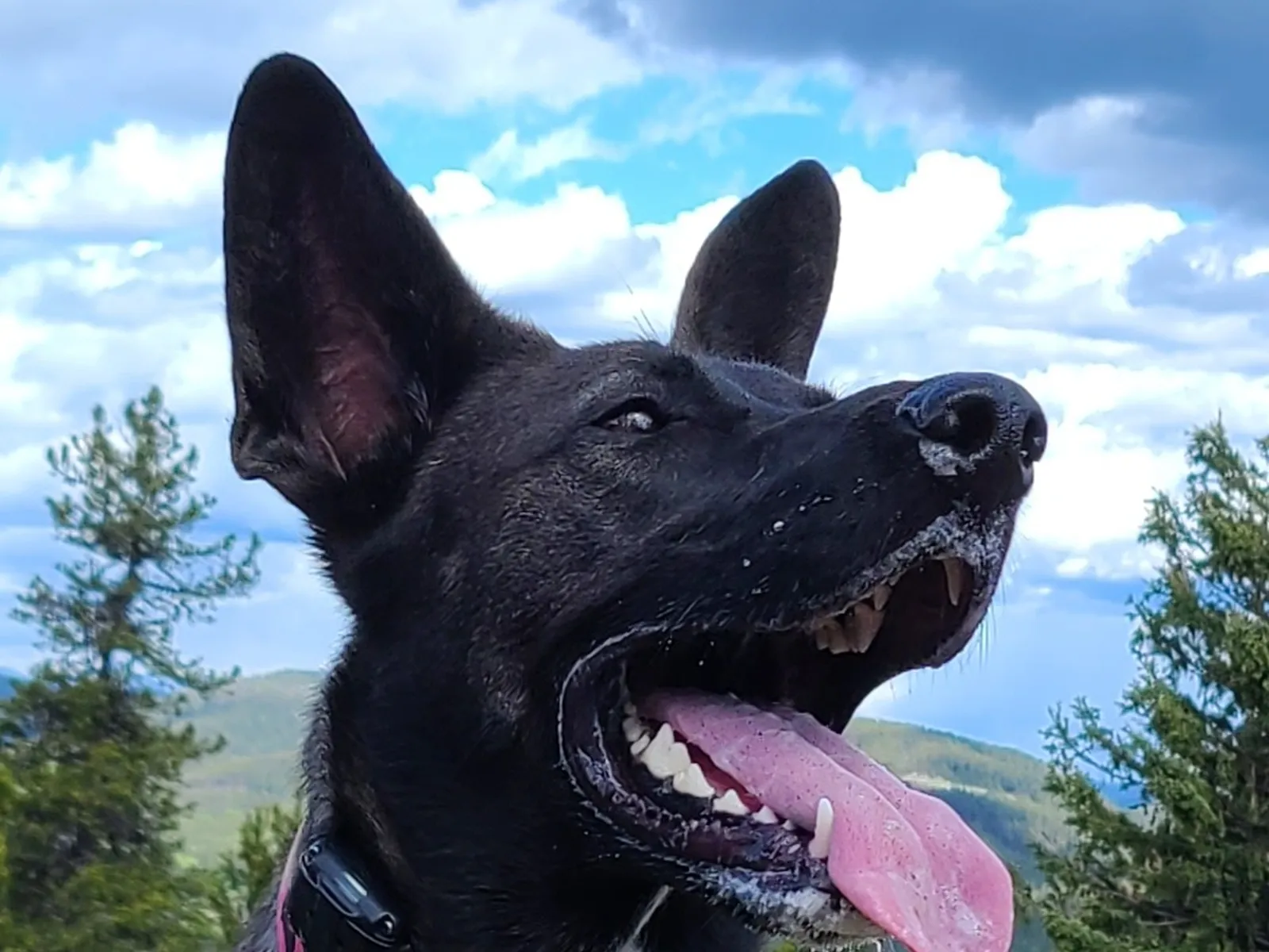 Jumping and Impulse Control: Channeling Malinois Enthusiasm